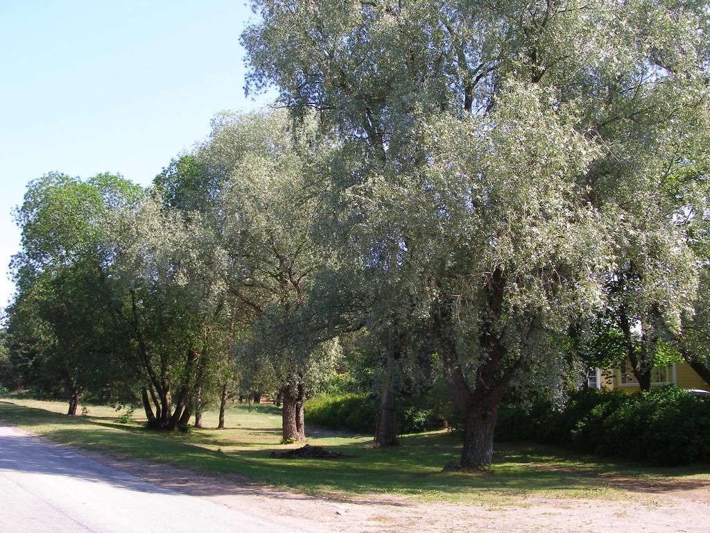 Treimani Rannamaja Villa Buitenkant foto